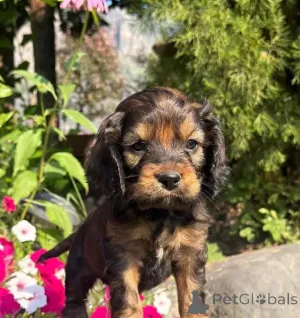 Фото №3. Wunderschöne Cockapoo-Welpen schreiben Sie mir per WhatsApp 44 7453 907158.  Германия
