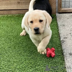 Фото №3. Gezonde Labrador Retriever 1 Jongen 1 Meisje Beschikbaar.  Бельгия