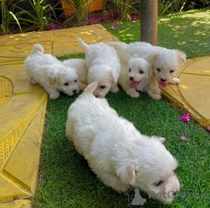 Фото №1.  - купить в Стамбул за договорная. Объявление №161256