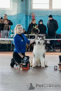 Дополнительные фото: Хендлер в Минске