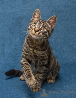 Фото №1.  - купить в Москова за Бесплатно. Объявление №163837