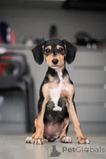 Фото №2 к объявлению №156335 о продаже беспородную - купить в России частное объявление