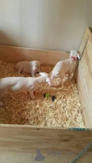 Фото №4. Продажа добермана в Überlingen  - цена 35251₽