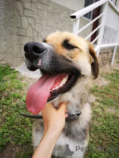 Фото №4. Продажа беспородную в Москве реке частное объявление - цена Бесплатно