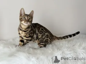 Дополнительные фото: Шикарные Бенгальские котята