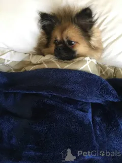 Фото №1. мальтийская болонка, померанский шпиц - купить в Dubai за 16297₽. Объявление №141365