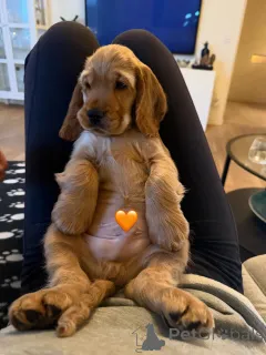 Фото №2 к объявлению №163762 о продаже английского кокер-спаниеля - купить в Франции частное объявление, заводчик