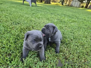 Дополнительные фото: Nuttede Cane Corso очень красив и безопасен для всех