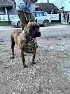 Дополнительные фото: Продаются щенки канарио (канарская собака), высшая родословная.