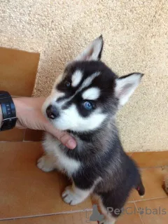 Фото №3. Сибирский Хаски-Вельпен.  Германия