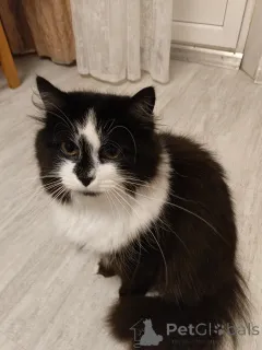 Дополнительные фото: Ищет дом молодая кошечка по имени Фиона!