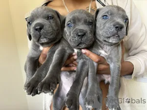 Фото №1. кане-корсо - купить в Аахен за договорная. Объявление №162379