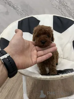 Фото №1. пудель (той) - купить в Odzaci за договорная. Объявление №156680