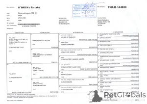 Дополнительные фото: Гигантский шнаузер взрослый мужчина на продажу