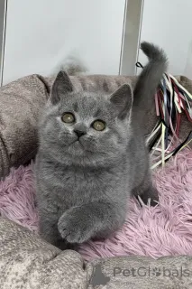 Фото №3. Продаются выращенные вручную британские короткошерстные котята. Великобритания
