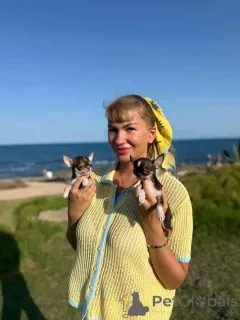 Фото №2 к объявлению №167174 о продаже чихуахуа - купить в США заводчик