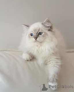 Фото №3. Готов к вывозу и отправке. Нежный гигант в процессе становления. Финляндия