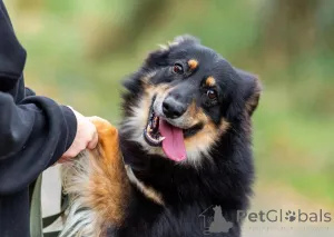 Фото №4. Продажа беспородную в Москве реке частное объявление - цена Бесплатно