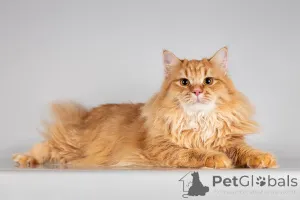 Дополнительные фото: Очаровательный рыжий котик Лютик ищет дом