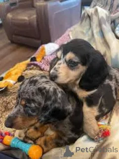 Фото №1. такса - купить в Манчестер за 64937₽. Объявление №165699