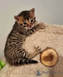 Фото №3. Бенгальско-Kätzchen zu verkaufen. Австрия