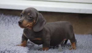 Фото №1. беспородная - купить в Брукс за 55660₽. Объявление №167498