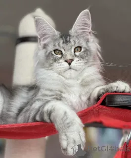 Фото №1. мейн-кун - купить в Баден-Бадене за 91839₽. Объявление №163469