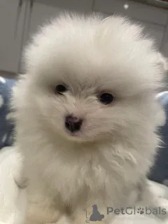 Фото №1. померанский шпиц - купить в Нью-Йорке за 89868₽. Объявление №161386