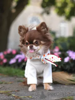 Фото №2 к объявлению №152215 о продаже чихуахуа - купить в Черногории частное объявление, заводчик