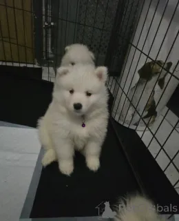 Дополнительные фото: Зарегистрированные щенки самоеда