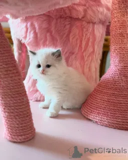 Фото №2 к объявлению №156259 о продаже рэгдолл - купить в Швейцарии частное объявление