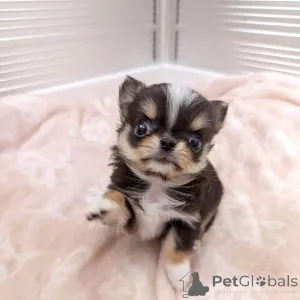 Дополнительные фото: В наличии щенки чихуахуа. На продажу обращайтесь в WhatsApp Business