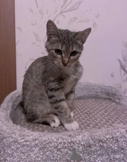 Дополнительные фото: Умная, ласковая, полосатая кошечка ищет дом.