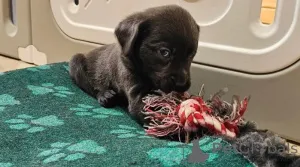 Фото №3. Лабрадор ретривер.  Германия