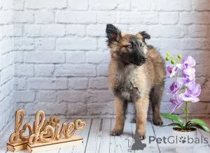 Дополнительные фото: Мишель - активный медвежонок в добрые заботливые руки!