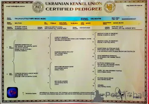 Дополнительные фото: В звязку з відїздом за кордон терміново продається мальтезе клуб КСУ FCI