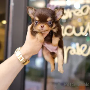 Фото №3. Очаровательные щенки чихуахуа для усыновления.  США