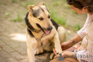 Фото №3. Барри ищет своего человека!.  Россия