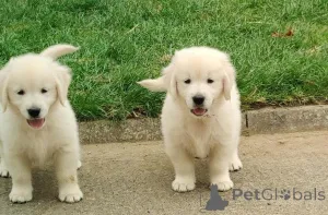 Фото №1. золотистый ретривер - купить в Праге за договорная. Объявление №156846