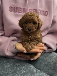 Фото №2 к объявлению №159567 о продаже мальтипу - купить в Нидерландах частное объявление