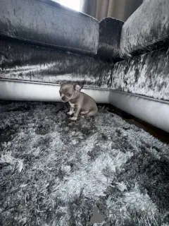 Дополнительные фото: Wunderschöne, Beim KC Registrierte Chihuahuas