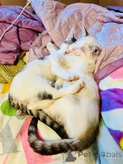 Дополнительные фото: Очаровательный брат с сестричкой в возрасте 4х месяц ищут дом.