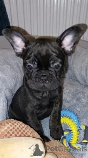 Фото №3. Wunderschöne Französische Bulldogge Welpen 500.  Германия