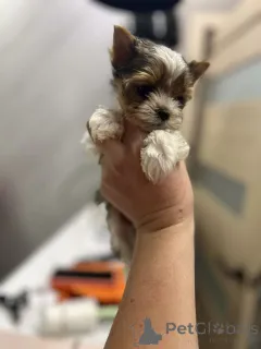 Фото №3. Качоррос Йорки доступны для продажи.  Финляндия