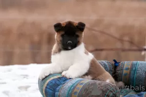 Дополнительные фото: Puppy American Akita