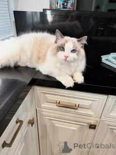 Фото №1. рэгдолл - купить в Fermoy за договорная. Объявление №155568