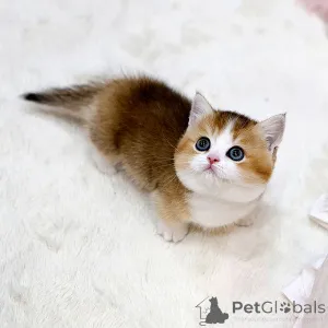 Фото №2 к объявлению №158643 о продаже манчкин - купить в Франции частное объявление