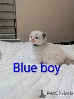 Дополнительные фото: красивые котята чистый рэгдолл все котята зарезервированы