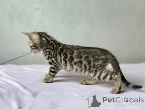 Дополнительные фото: Шикарные Бенгальские котята