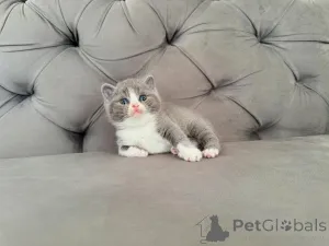 Дополнительные фото: Красивые британские короткошерстные котята, выращенные с любовью и заботой.
